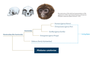 Illustration for article titled This Extinct Species is Changing What We Know About Early Ape Evolution
